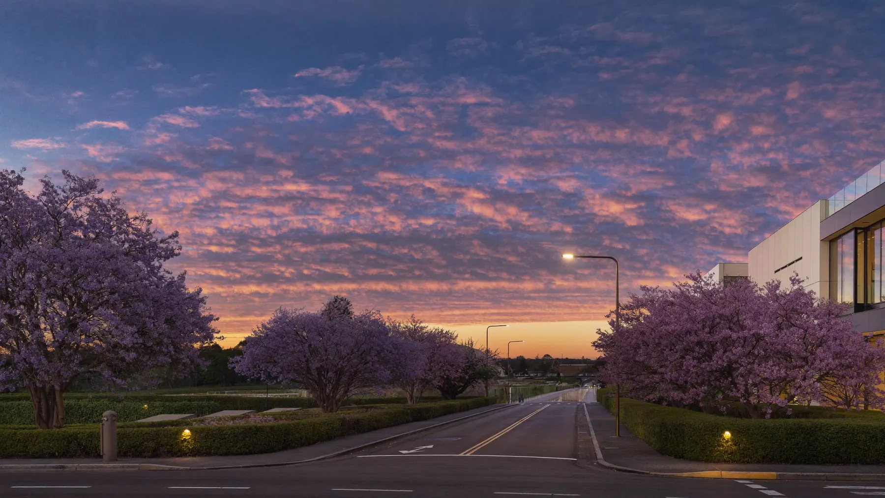 Jacaranda street in Applecross at dusk